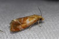 Gynnidomorpha rubricana