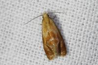 Gynnidomorpha rubricana