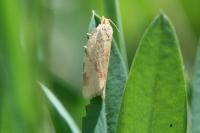 Clepsis pallidana