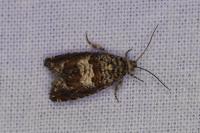 Epiblema costipunctana