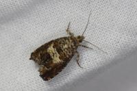 Epiblema costipunctana
