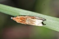 Eucosma gr. cana