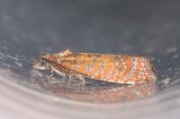Argyroploce arbutella