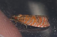 Argyroploce arbutella