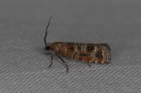 Rhyacionia pinivorana/miniatana