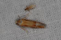 Rhyacionia buoliana