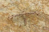Platyptilia farfarella
