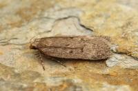 Filatima spurcella
