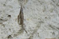 Ypsolopha mucronella