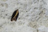 Acleris cristana