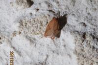 Acleris ferrugana/notana