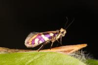 Micropterix schaefferi