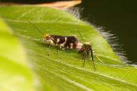 Micropterix schaefferi