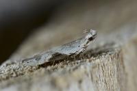 Hypatima rhomboidella