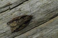 Acleris umbrana