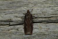 Acleris hyemana