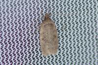 Agonopterix heracliana