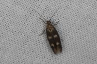 Scythris scopolella