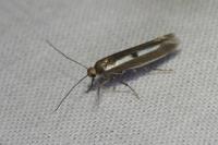 Parahyponomeuta egregiella