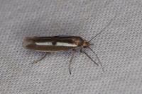 Parahyponomeuta egregiella