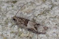 Crocidosema plebejana