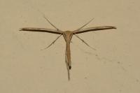 Emmelina monodactyla