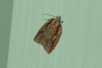 Acleris umbrana