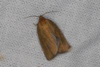 Aphelia viburnana