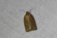 Aphelia viburnana