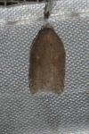 Acleris schalleriana