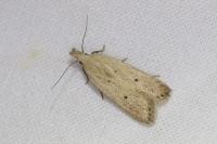Nothris verbascella