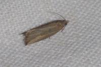 Bactra venosana