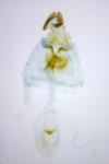 Bactra venosana