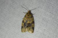 Epagoge grotiana