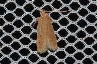 Helcystogramma rufescens