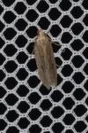 Mirificarma mulinella