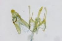 Mirificarma mulinella