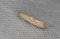 Phyllonorycter endryella