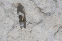 Epiblema foenella