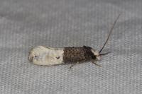 Trichophaga bipartitella