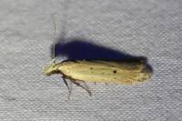 Nothris verbascella