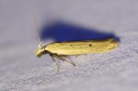 Nothris verbascella