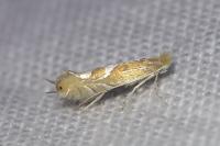 Phyllonorycter endryella