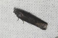 Oxypteryx unicolorella