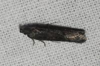 Oxypteryx unicolorella