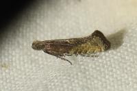 Acrolepiopsis vesperella