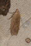 Acompsia antirrhinella