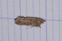 Acompsia antirrhinella