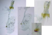 Acompsia antirrhinella