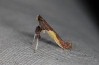 Caloptilia fidella